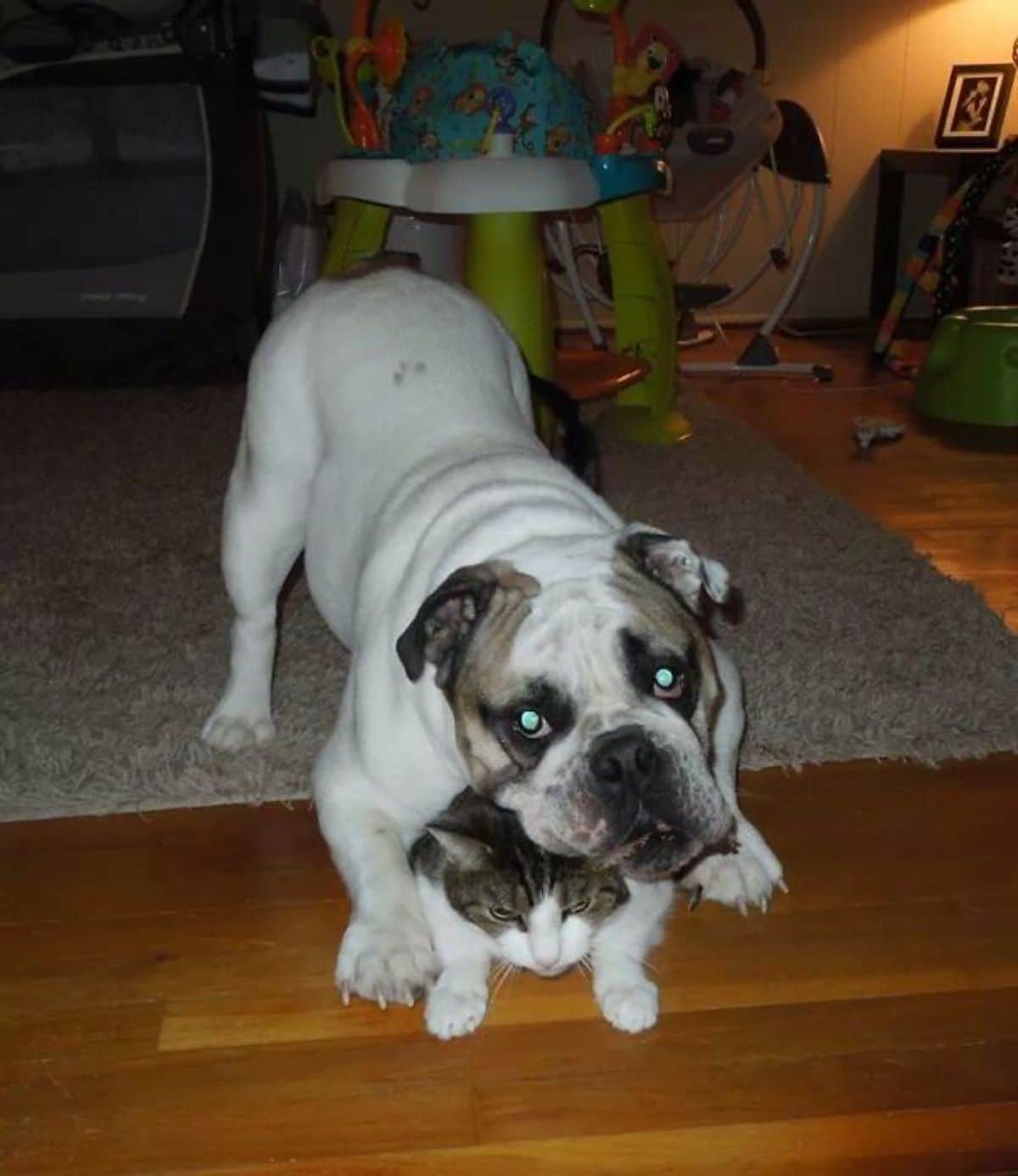 brown and white english bulldog laying on top of a grey and white tabby cat on the floor
