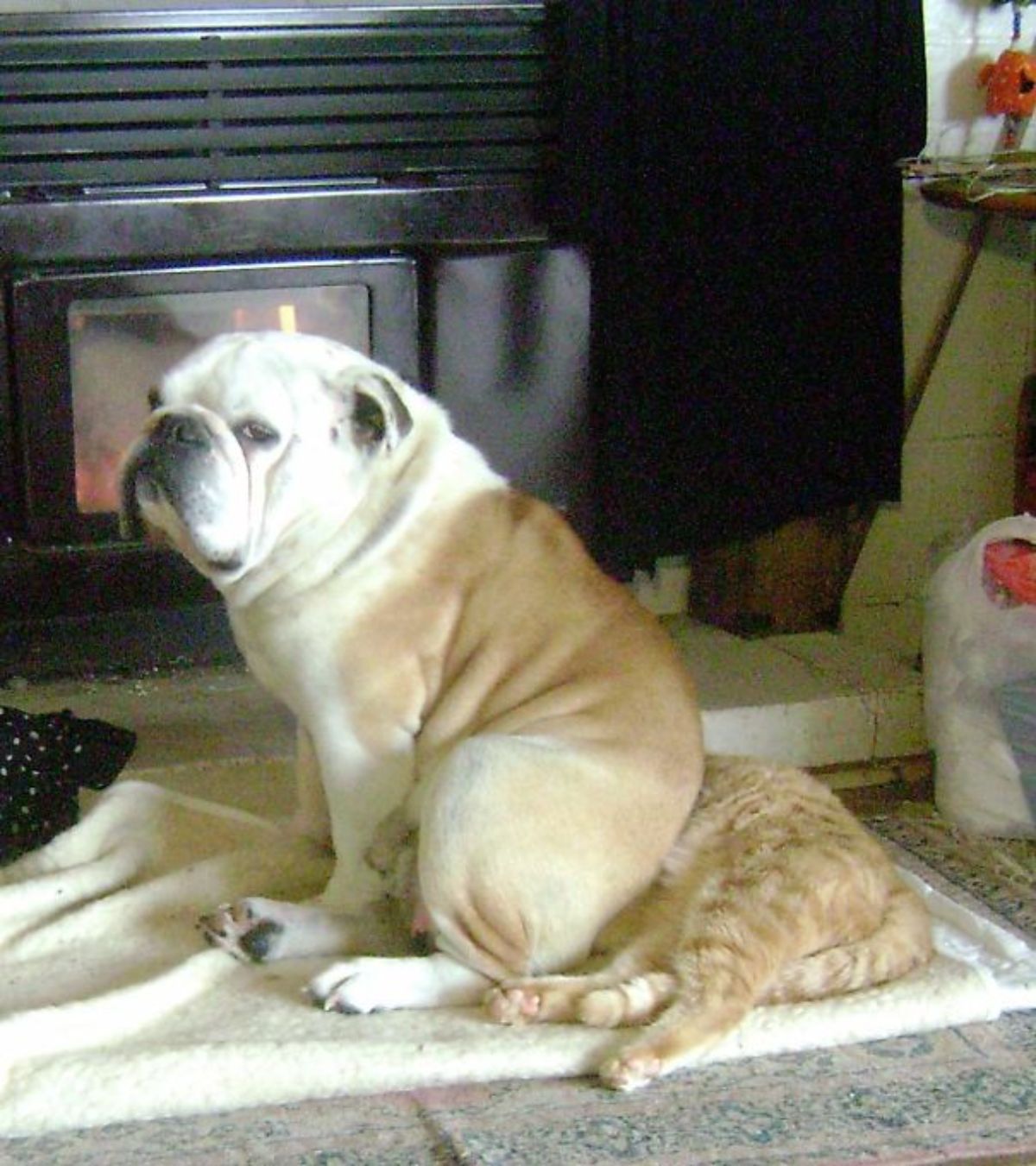 brown and white english bulldog sitting on an orange cat laying on a white blanket on the floor