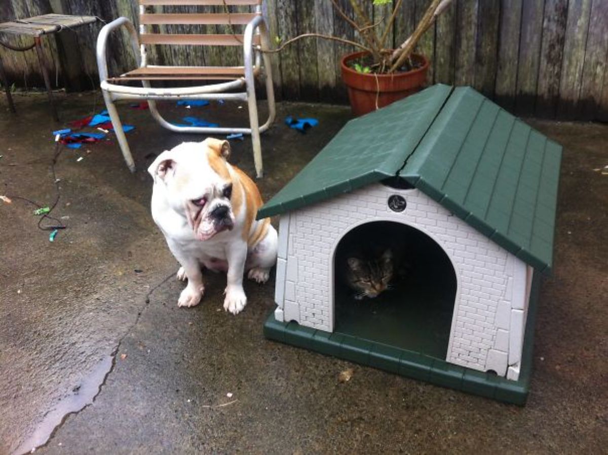 brown and white english bulldog sitting outside a green and white dog house that has a grey tabby cat inside it