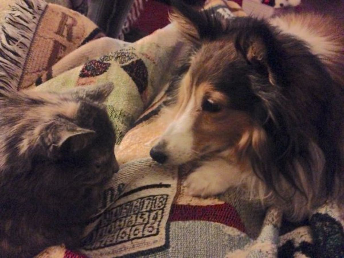 brown and white fluffy sheltie laying on blankets with a fluffy black and orange cat