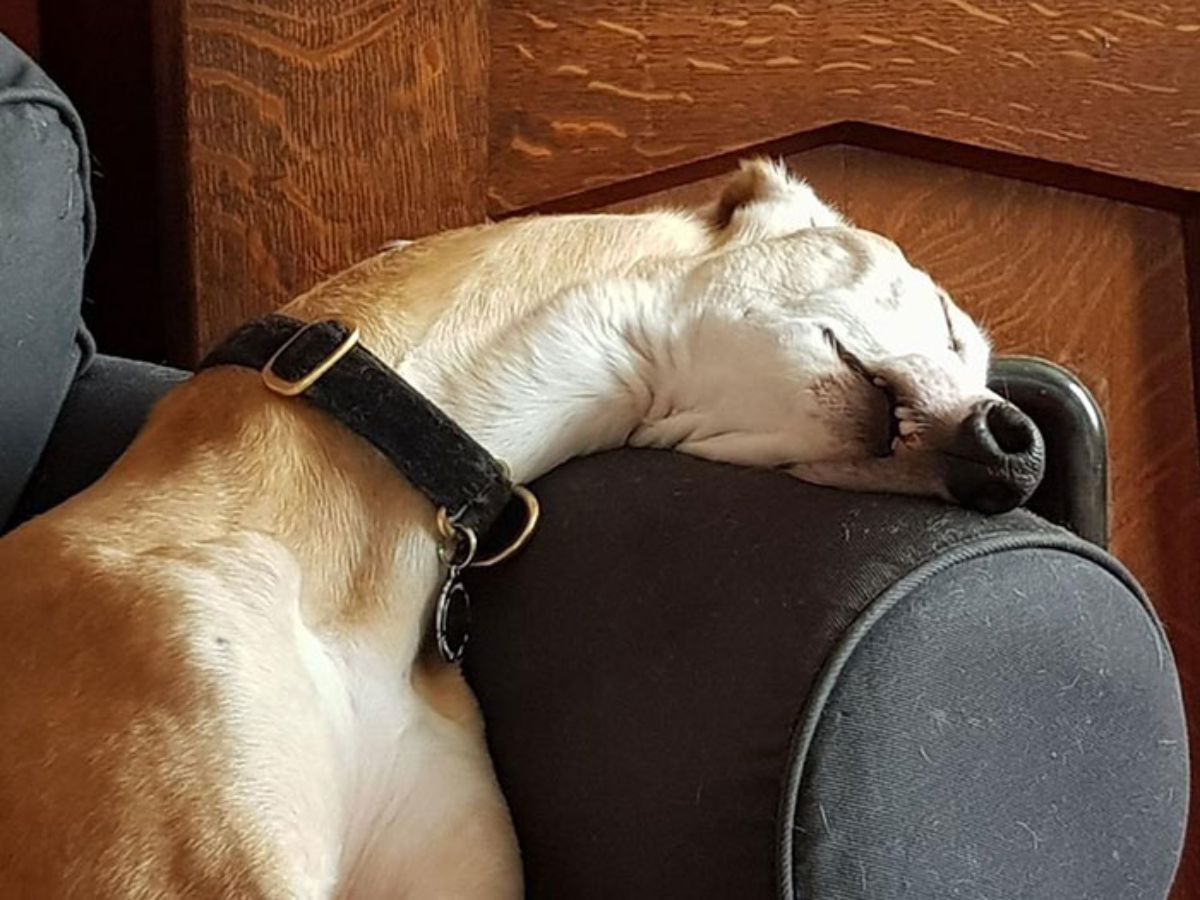 brown and white greyhoudn sleeping on a black sofa with the head on the armrest