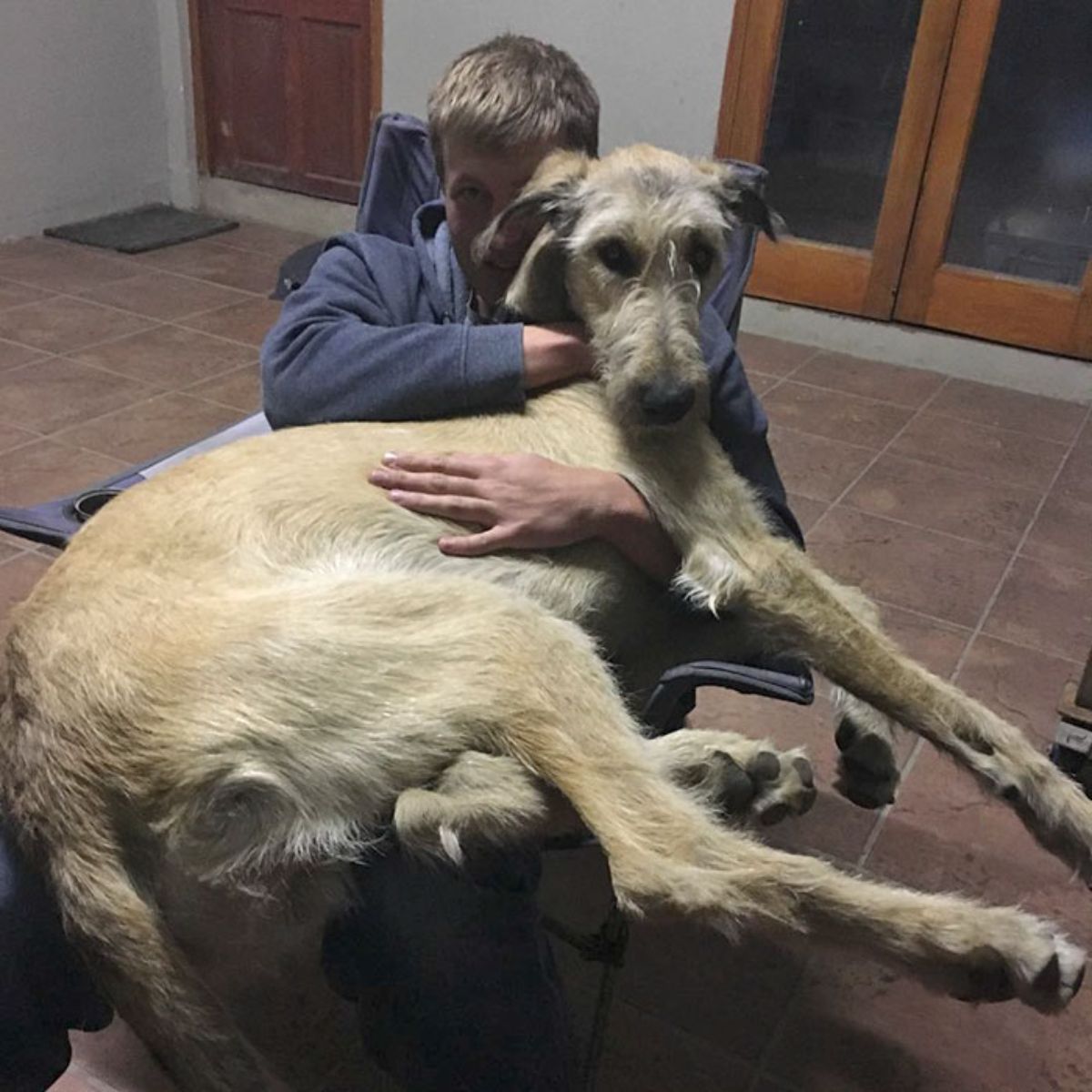 brown and white irish wolfhound being held on someone's lap