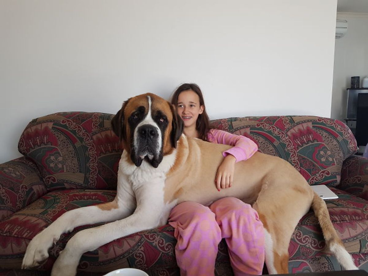 brown and white large dog laying across a young woman's lap