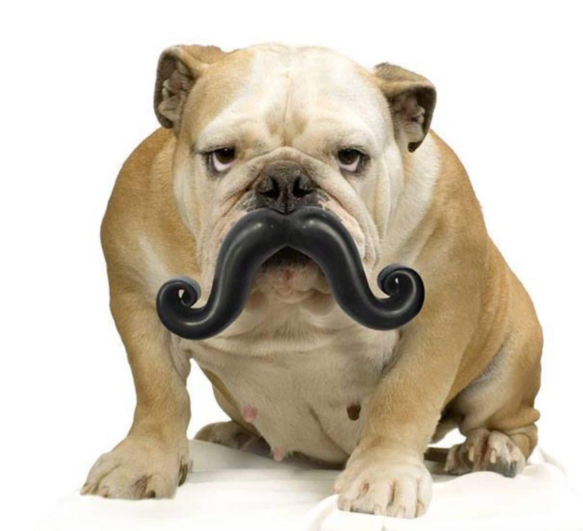 brown and white old english bulldog with a black curly moustache hanging off its mouth