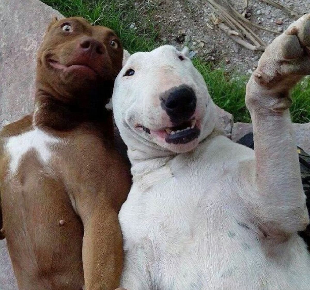 brown and white pitbull and white bull terrier laying belly up like they're taking a selfie