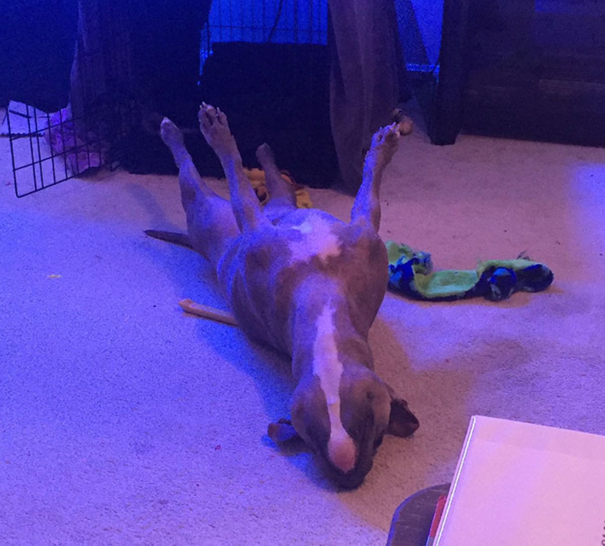 brown and white pitbull sleeping belly up with the legs stretched upwards