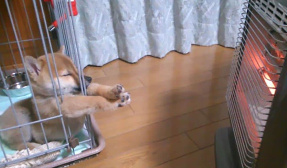 brown and white shiba inu puppy sleeping inside a crate with the front feet sticking out towards a heater