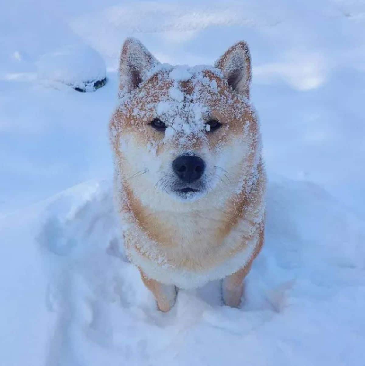 brown and white shiba inu standing on snow with snow on its face and body