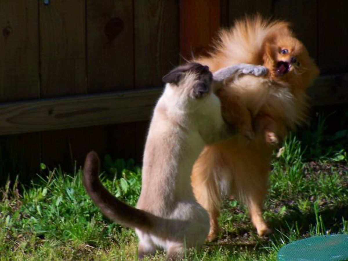 brown and white siamese cat swatting at a brown pomeranian with both of them standing on hind legs