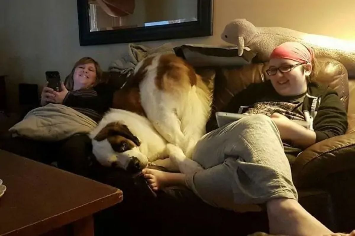 brown and white st bernard laying on a brown sofa between two women