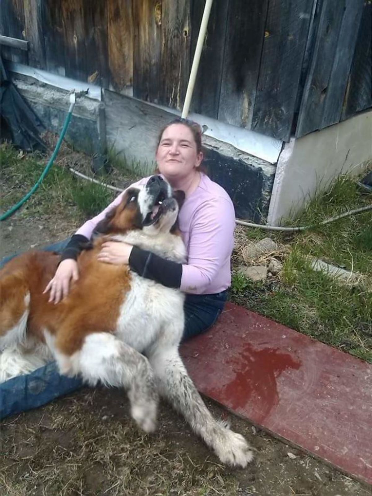 brown and white st bernard on a woman's lap in a garden