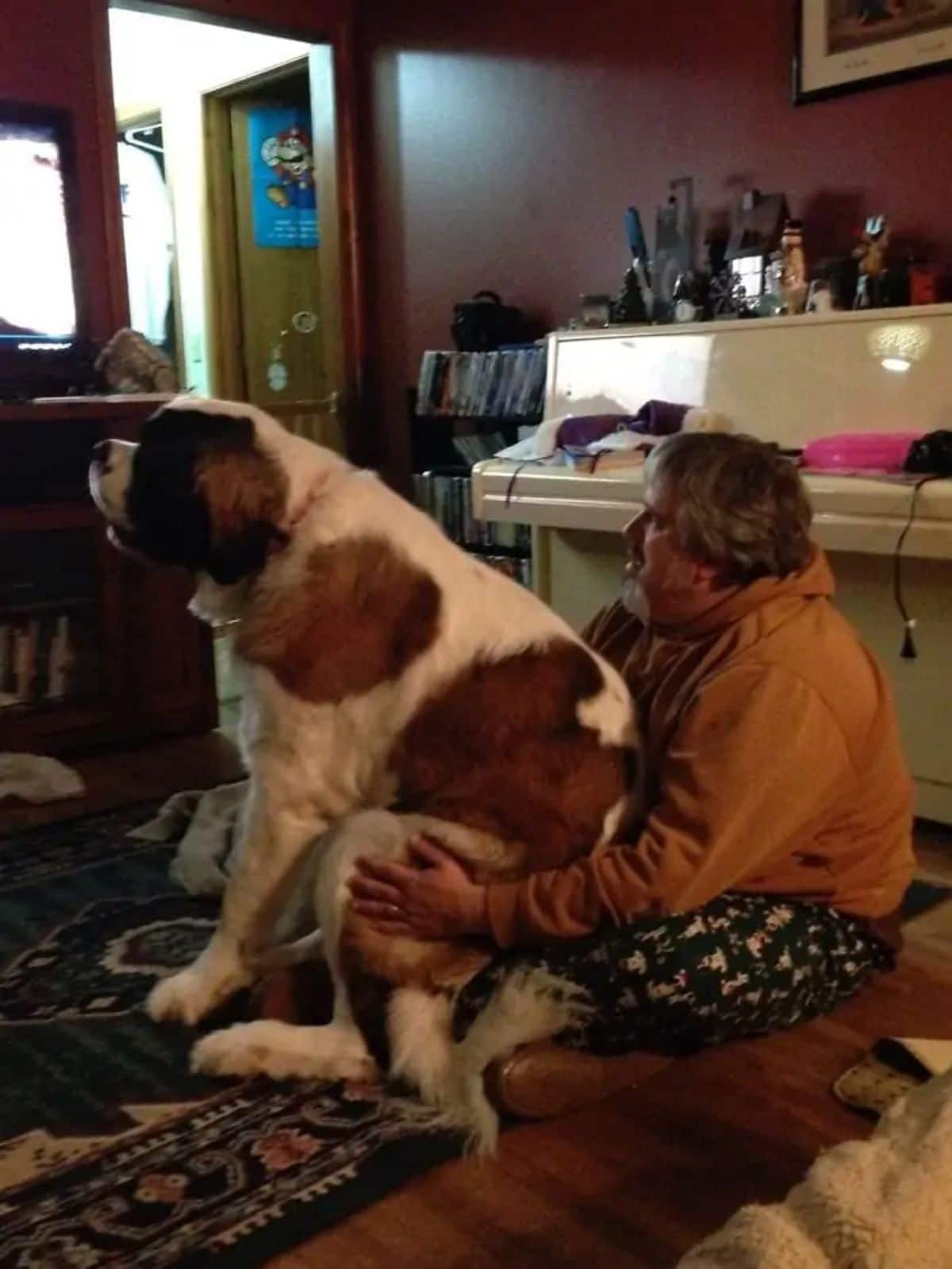 brown and white st bernard sitting on a man's lap while he's sitting on the floor