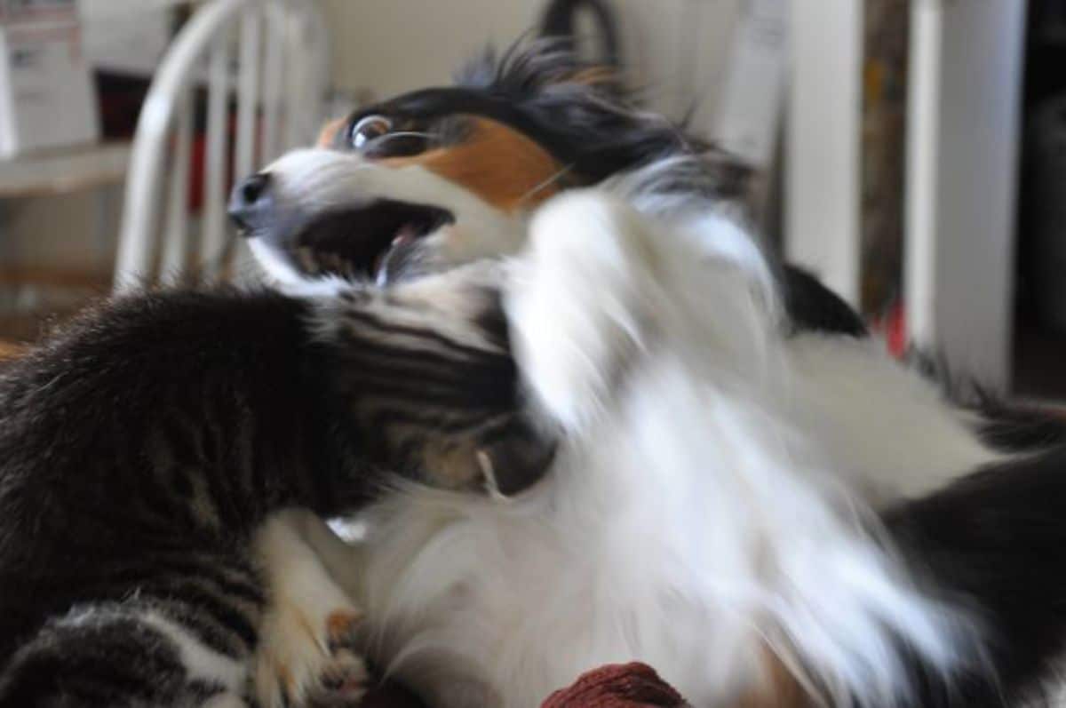 brown and white tabby cat attacking a startled fluffy white black and brown dog