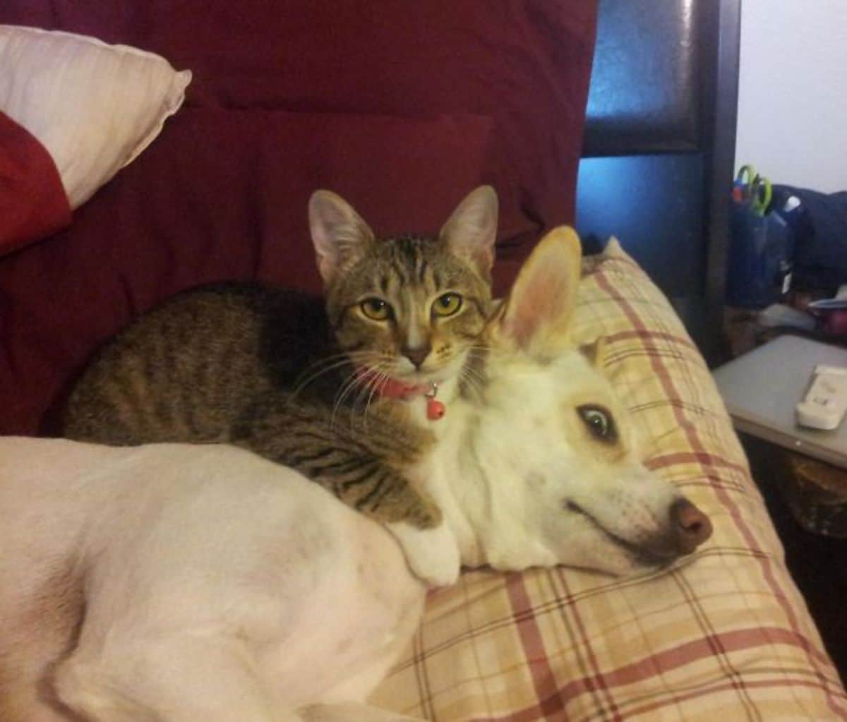 brown and white tabby cat laying on a scared-looking white dog