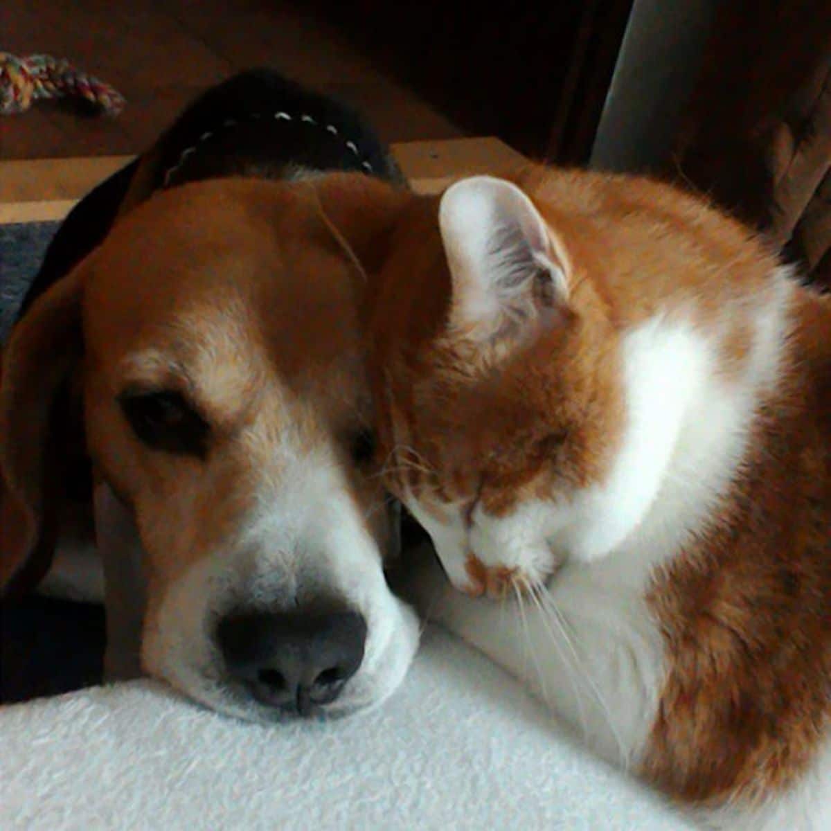 brown black and white beagle cuddling with an orange and white cat