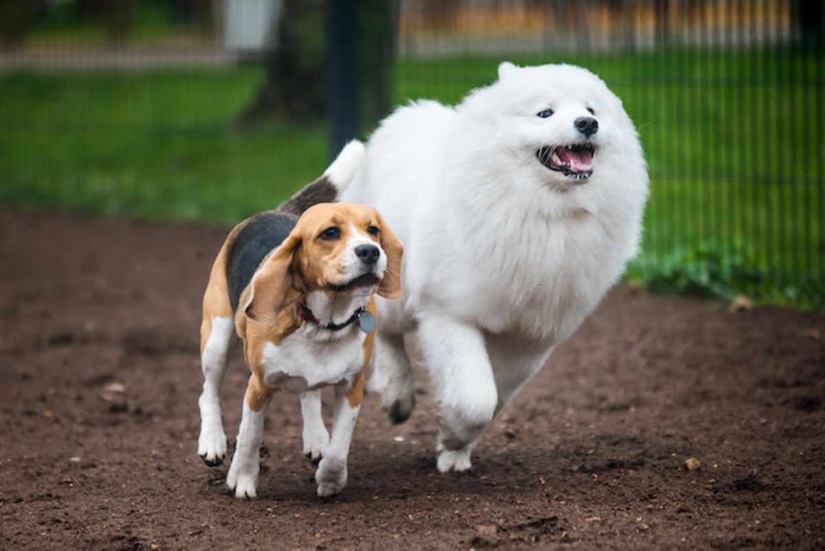 brown black and white beagle running next to a samoyed