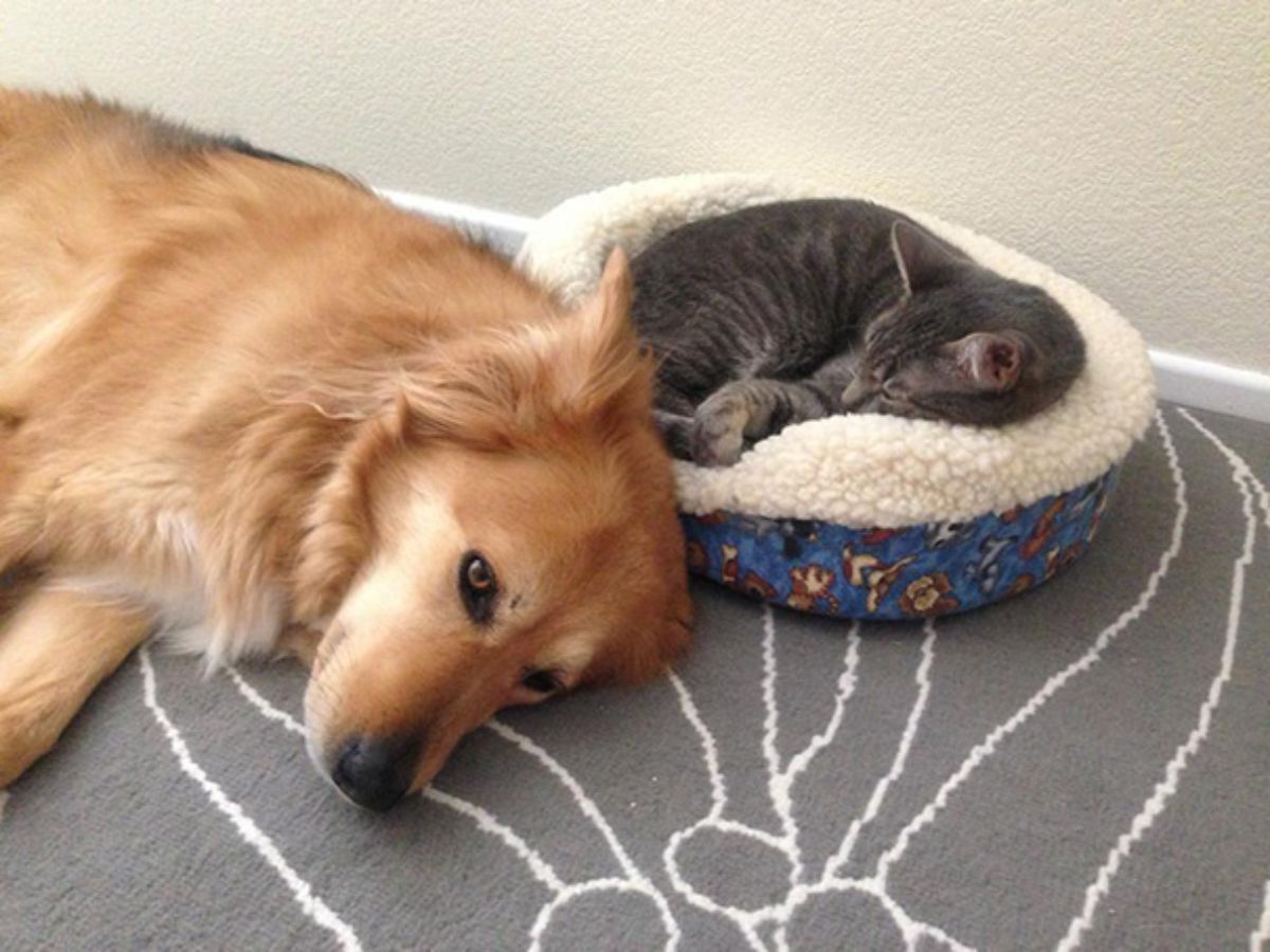 brown black and white dog laying on the floor next to a grey tabby cat in a cat bed