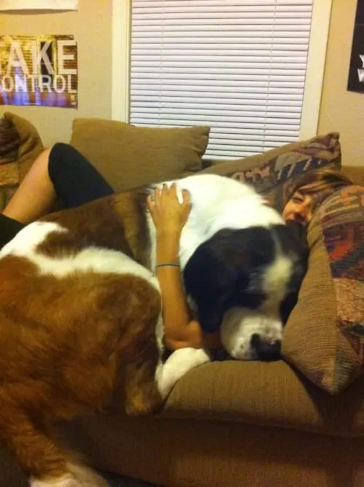brown black and white st bernard laying on someone on a brown sofa