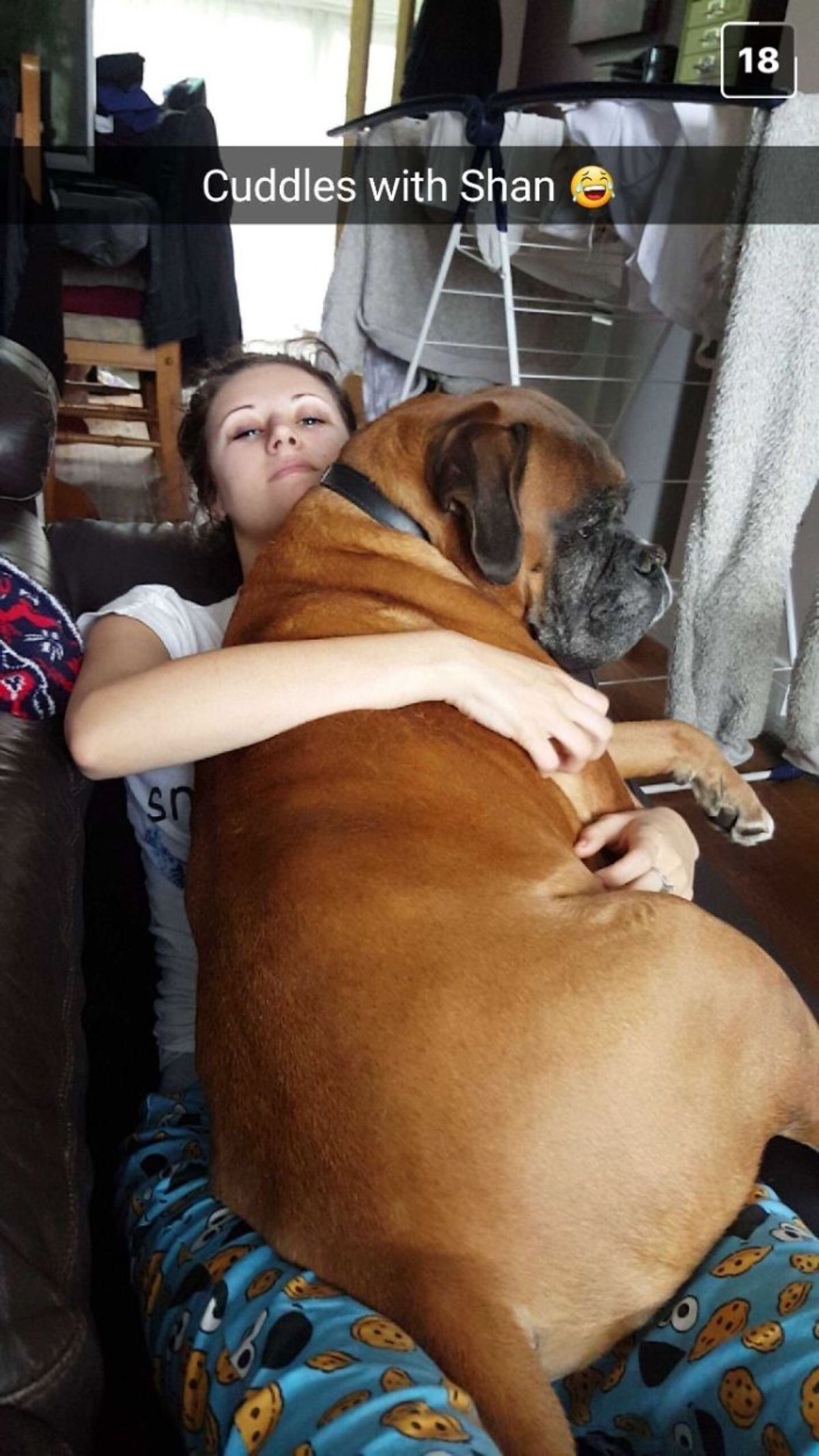 brown boxer laying sideways on a woman laying down on a black sofa