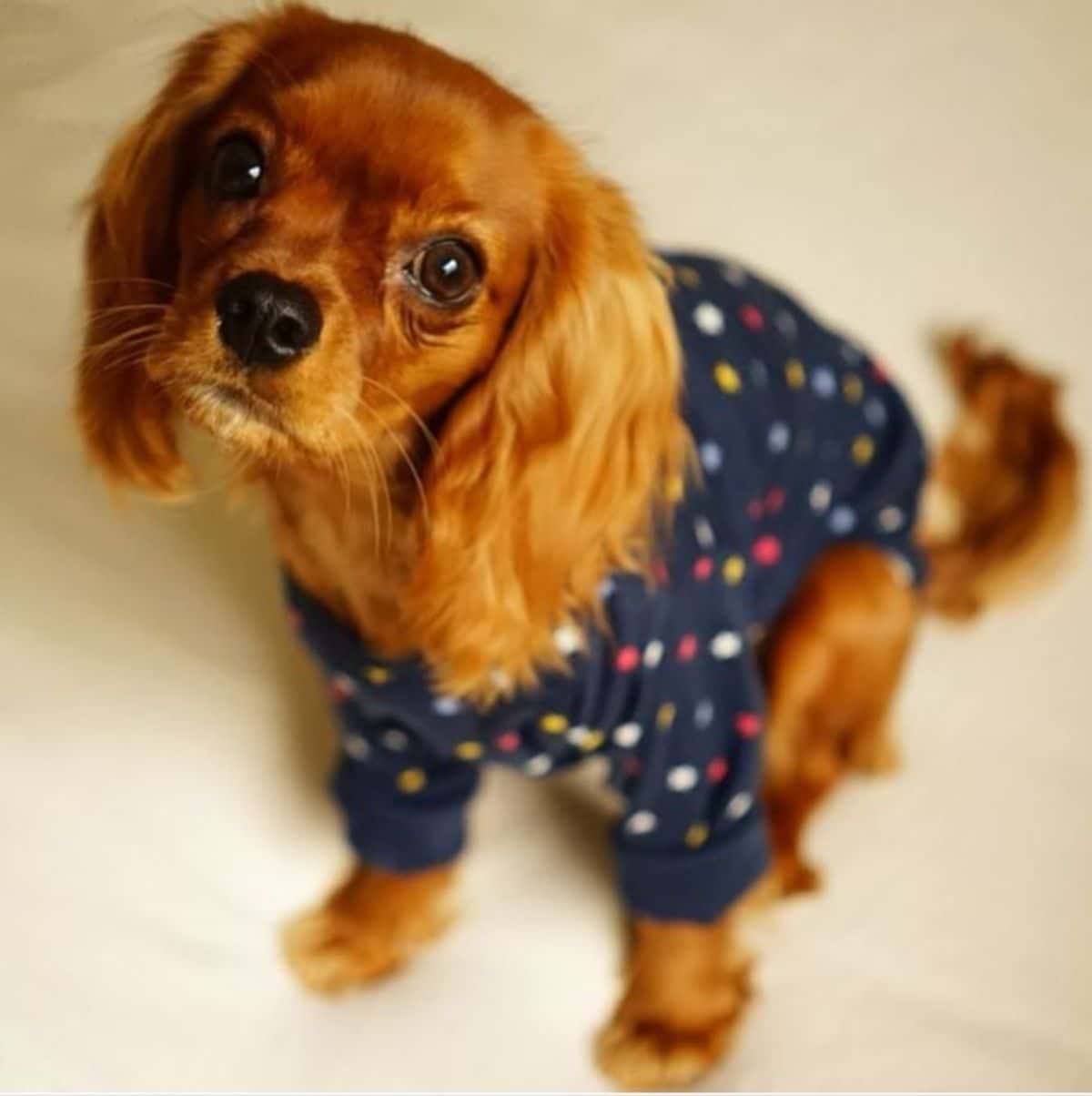 brown cocker spaniel wearing a blue onesie with multi coloured dots