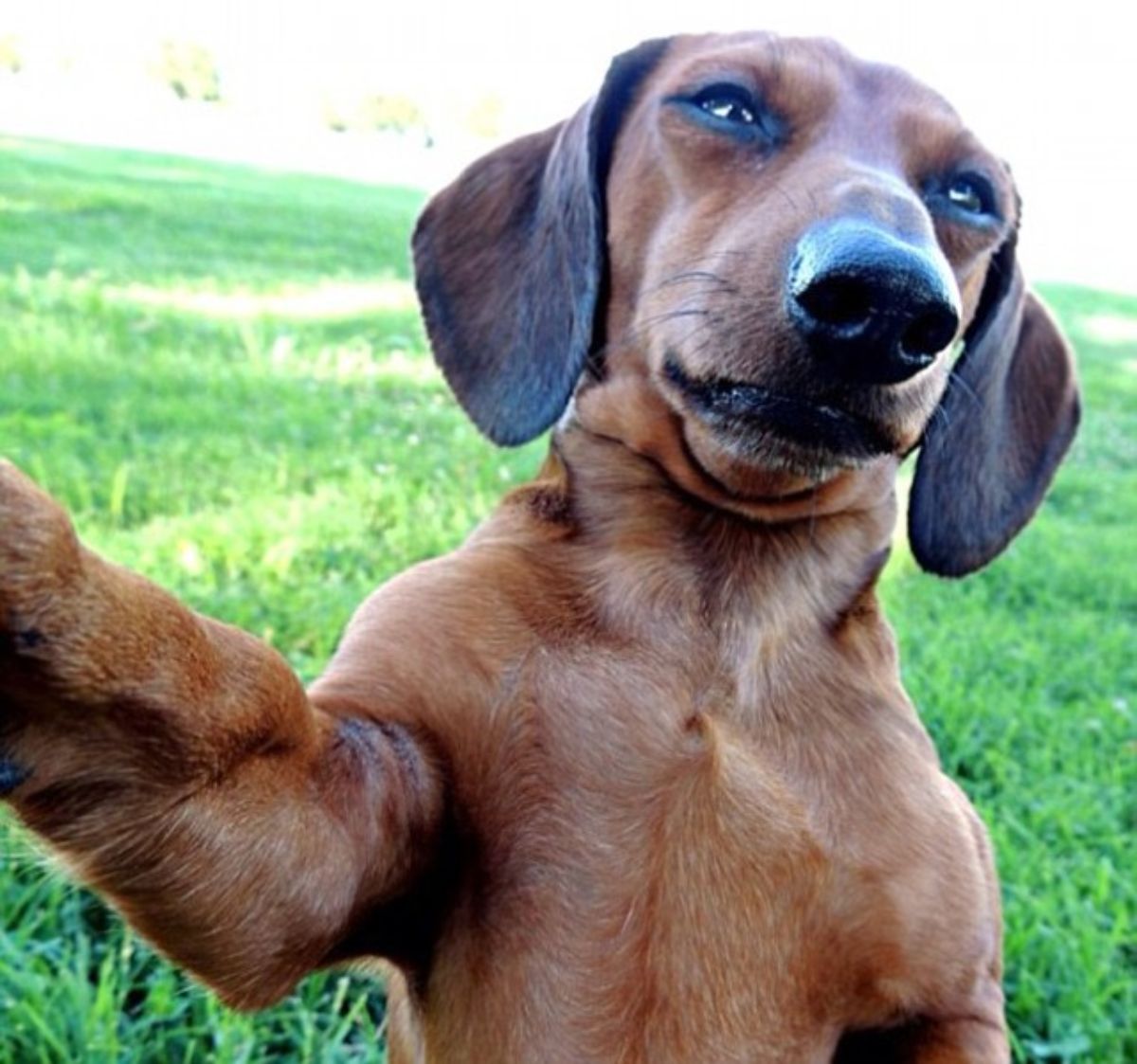 brown dachshund in a field with the leg outstretched looking like it's taking a selfie