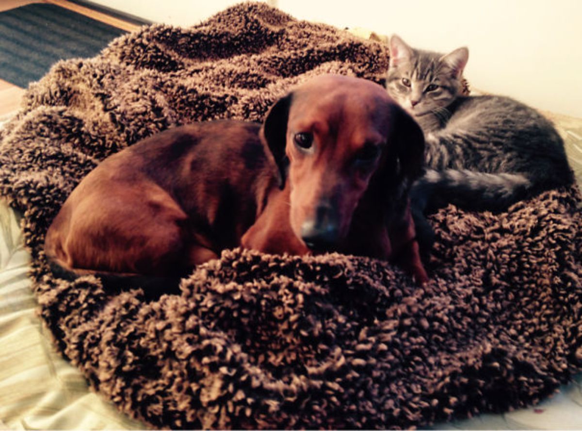 brown dachshund laying on a brown blanket with a grey tabby cat