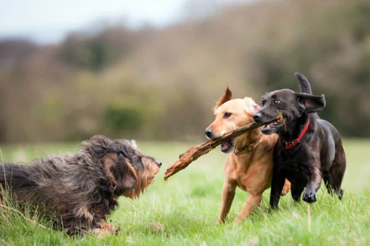 brown dog and black dog holding a stick together with a black and brown yorkshire terrier opposite them