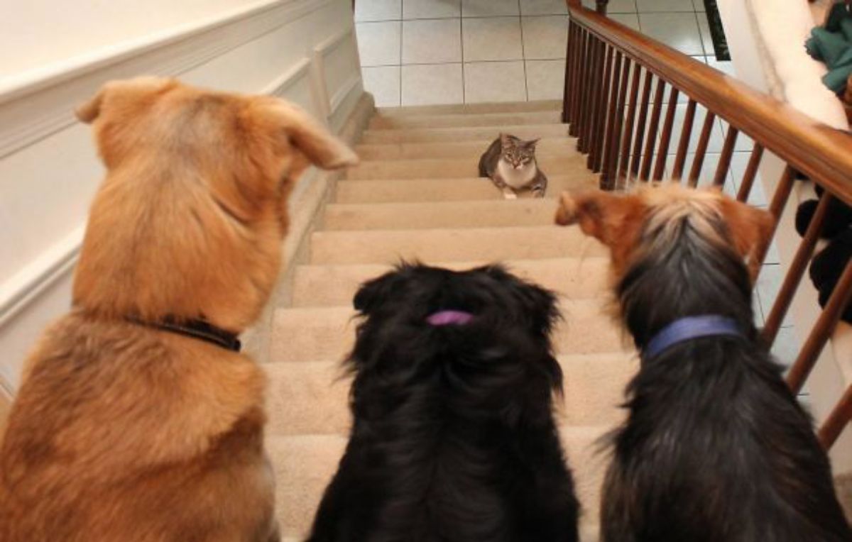 brown dog, black dog and black and brown dog standing at the top of the stairs with a brown and white tabby cat in the middle of the stairs