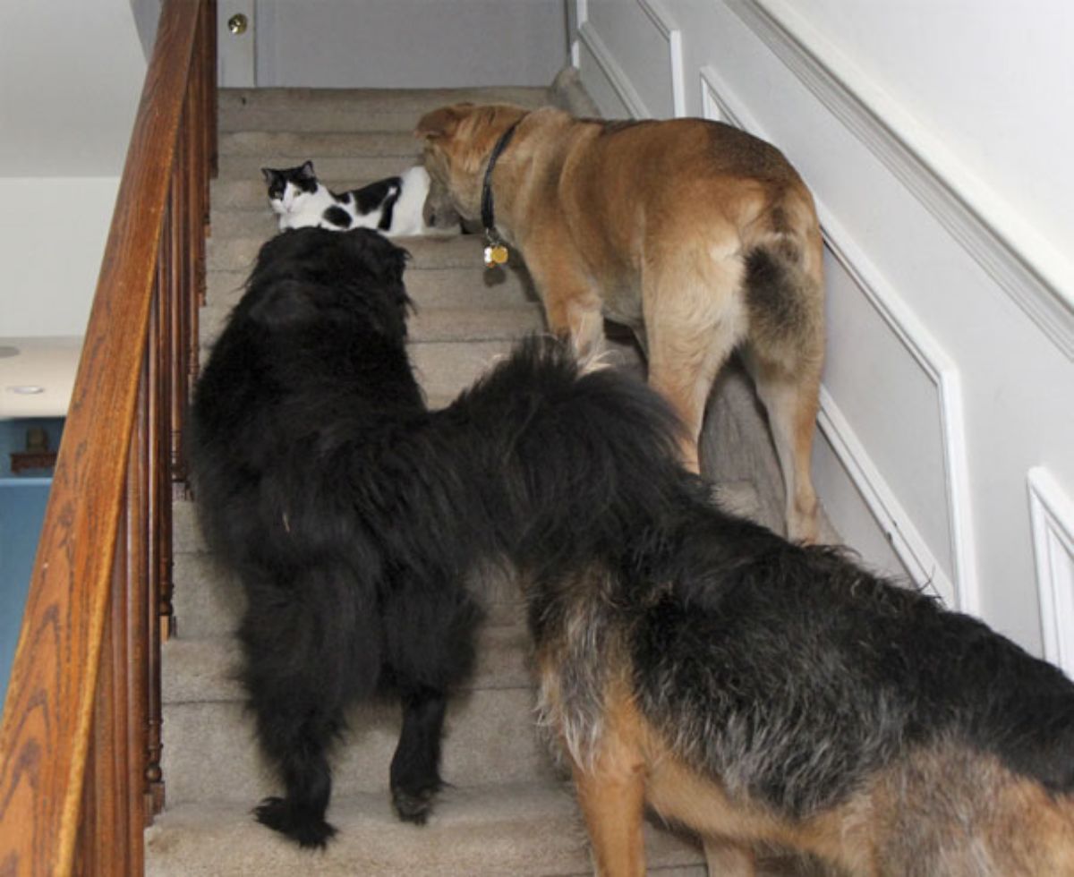 brown dog, black dog and black and brown dog standing on stairs with a black and white cat blocking the path