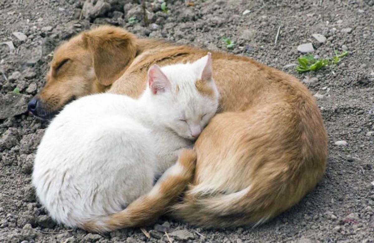 brown dog cuddling and slepeing with a white and orange cat