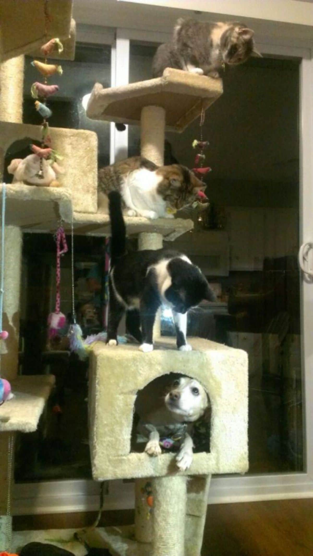 brown dog inside a house in a cat tree with three cats in the higher levels staring down at it