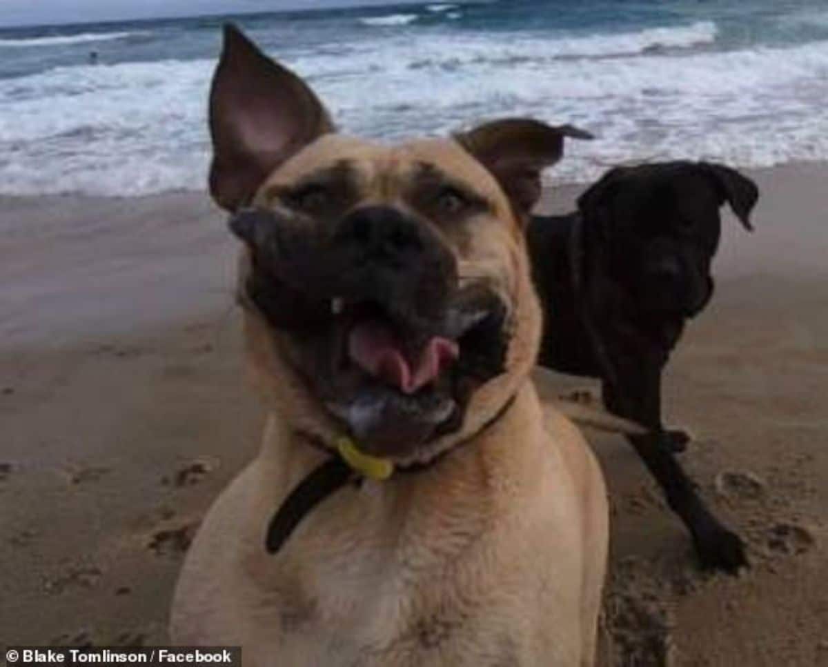 brown dog jumping at the beach with the jowls moving up and a black dog standing behind it