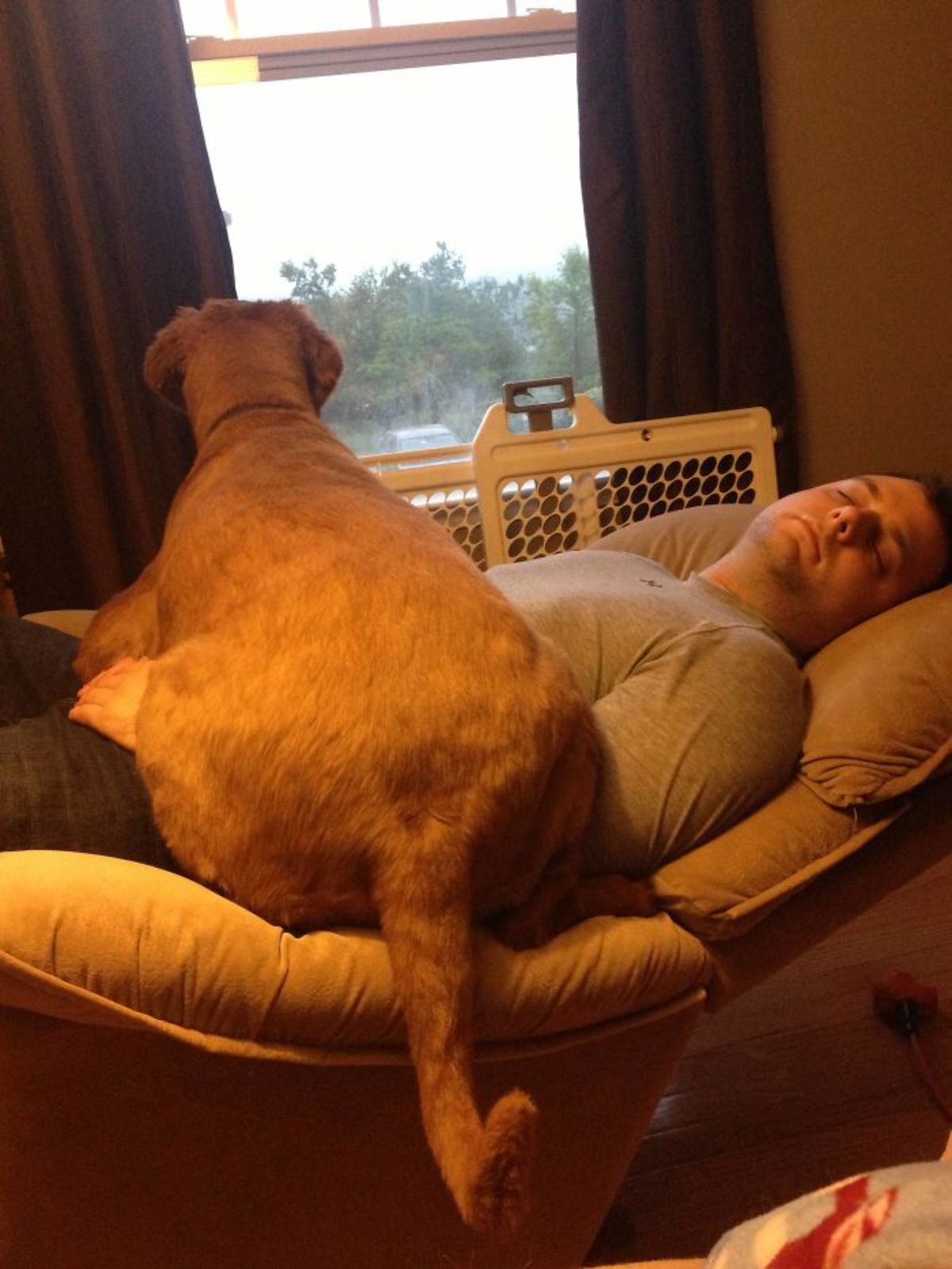 brown dog laying across a sleeping man