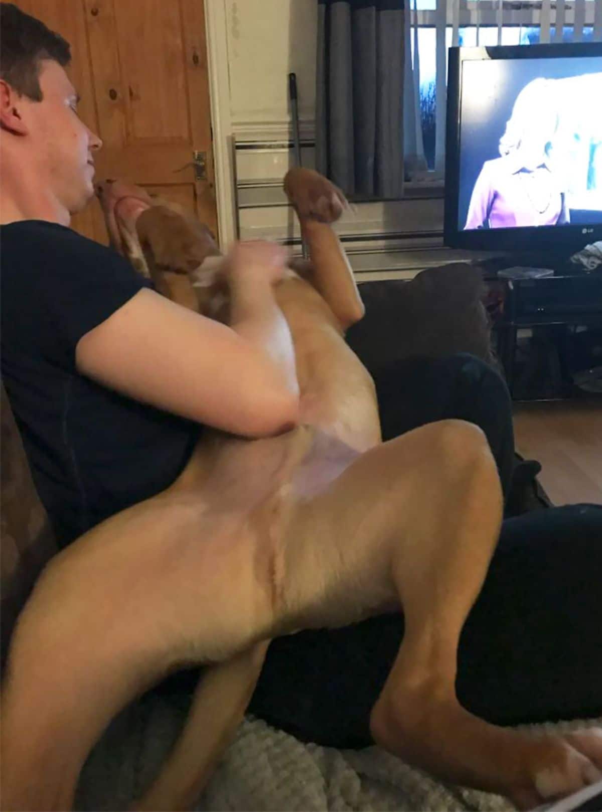 brown dog laying belly up on a man's lap
