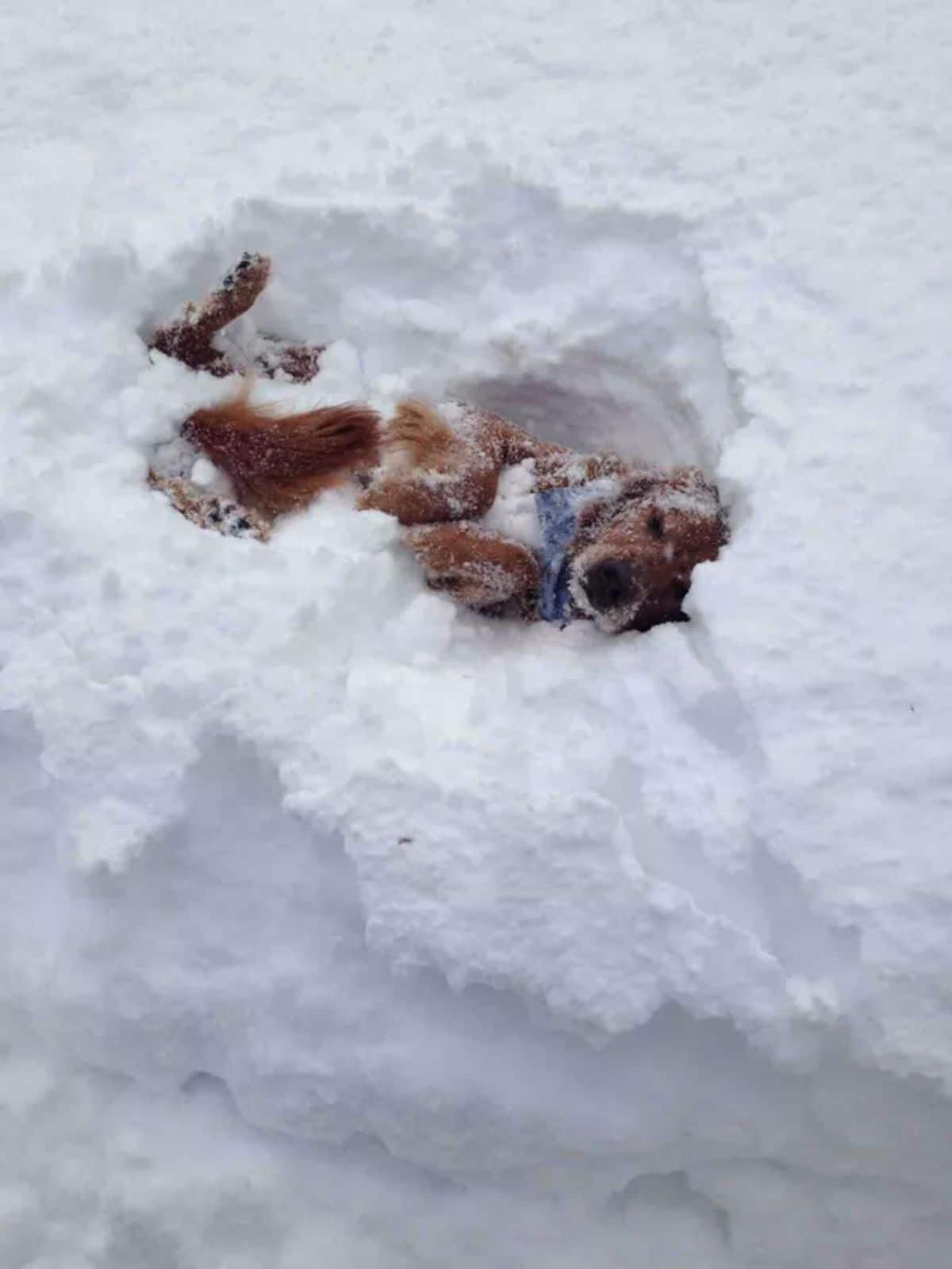 brown dog laying in snow