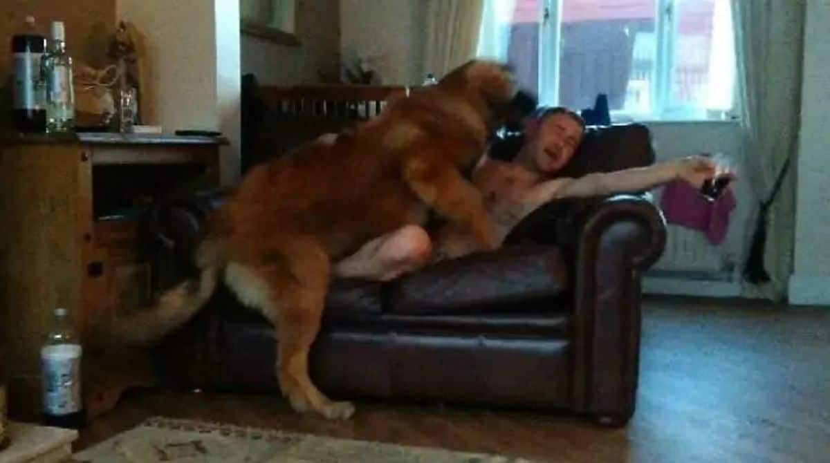 brown dog laying on a man on a black sofa