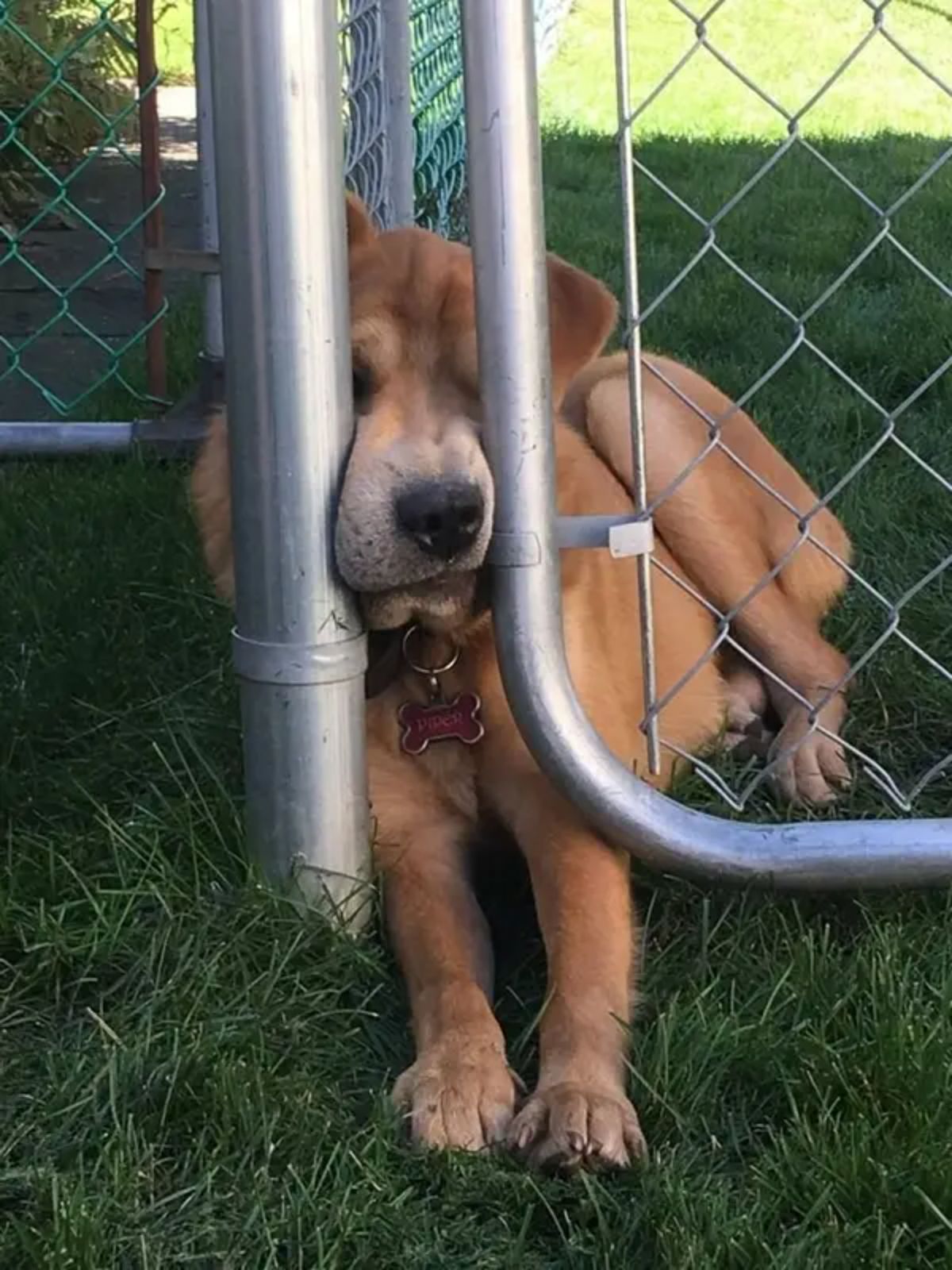 brown dog laying on grass with the snout between a gap between a silver gate