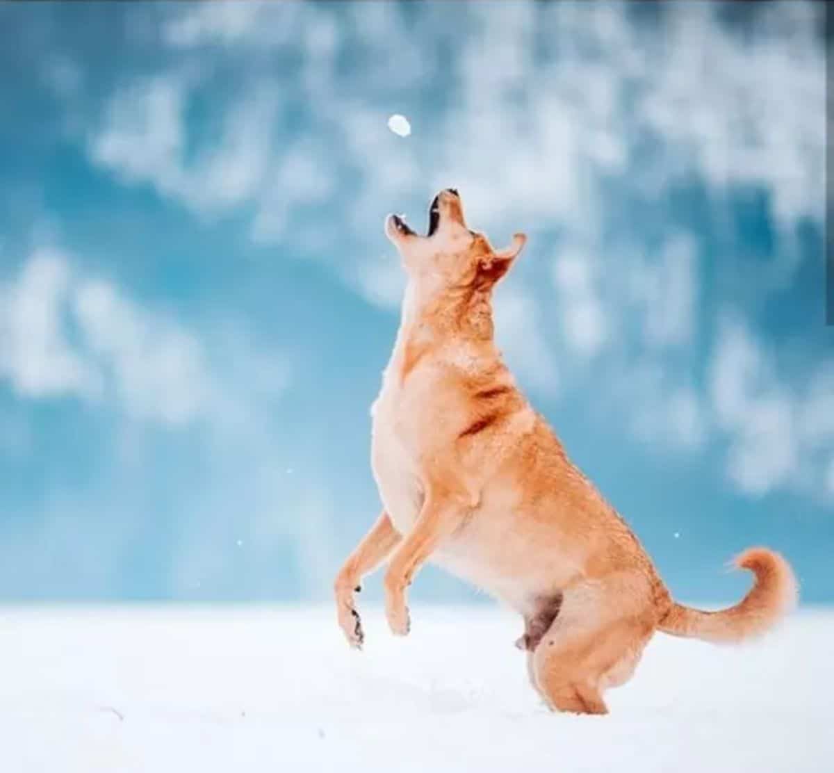 brown dog leaping to catch a small snowball in its mouth