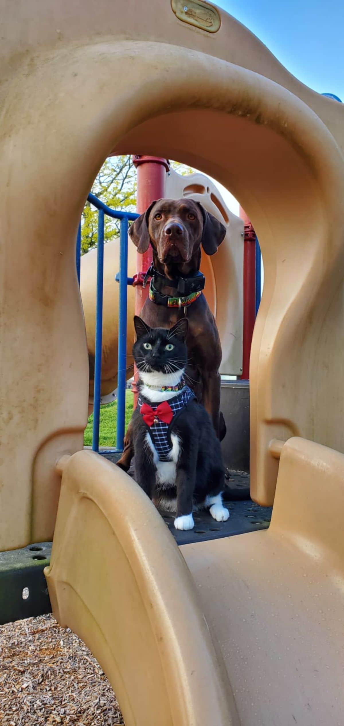 brown dog sitting behind a black and white cat in a blue and white harness and red bow in a brown mat slide