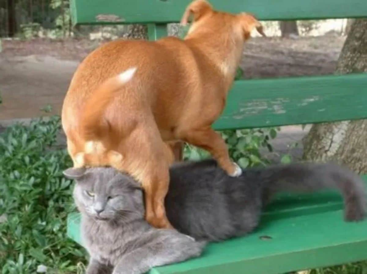 brown dog sitting on a grey cat laying on a green park bench