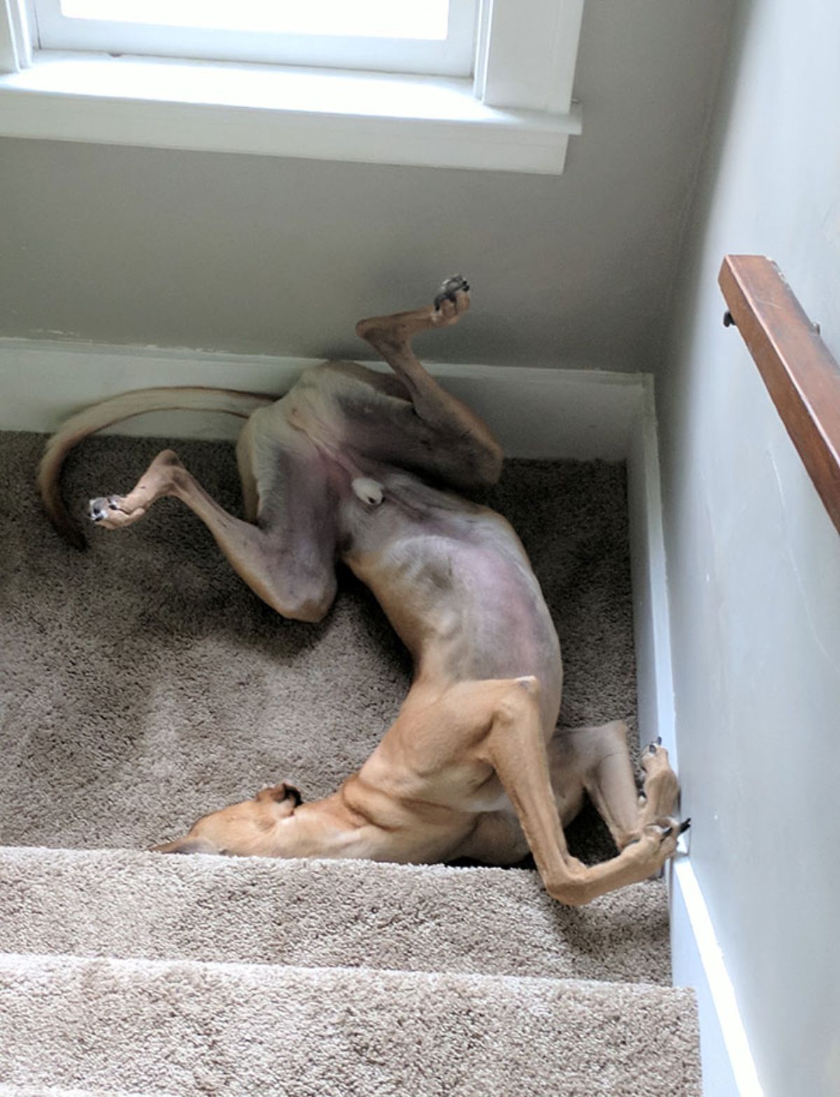 brown dog sleeping belly up on the landing of brown carpeted stairs