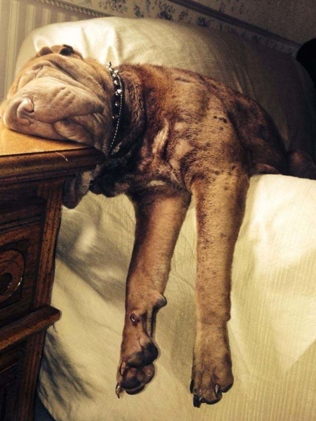 brown dog sleeping on a bed with the face on a bedside drawer