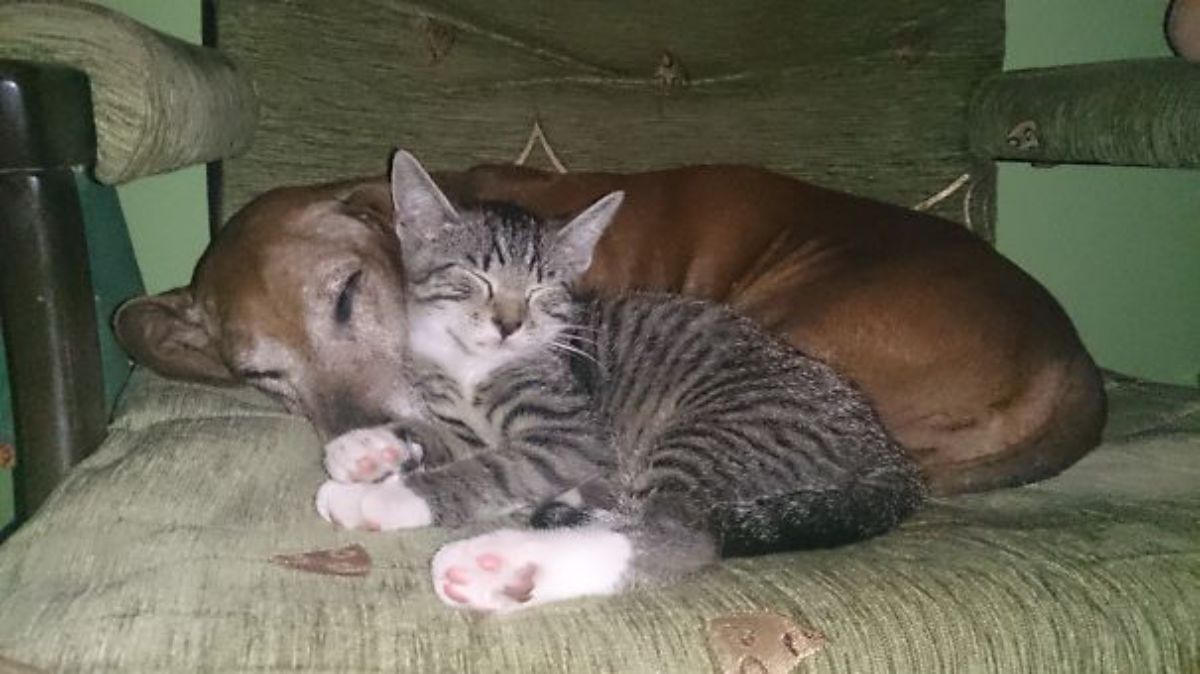 brown dog sleeping on a grey chair cuddling with a grey and white kitten