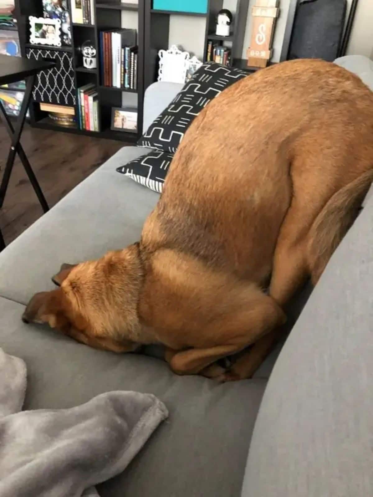 brown dog sleeping on a grey sofa while face planting into the cushions and the back up in the air