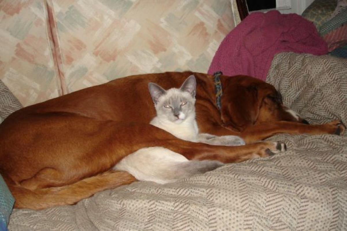 brown dog sleeping with a grey and white cat laying against the dog
