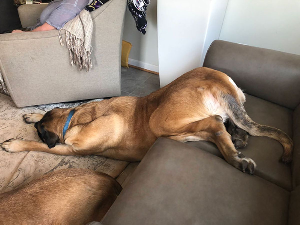 brown dog sleeping with the back end on a brown sofa and the front on the floor