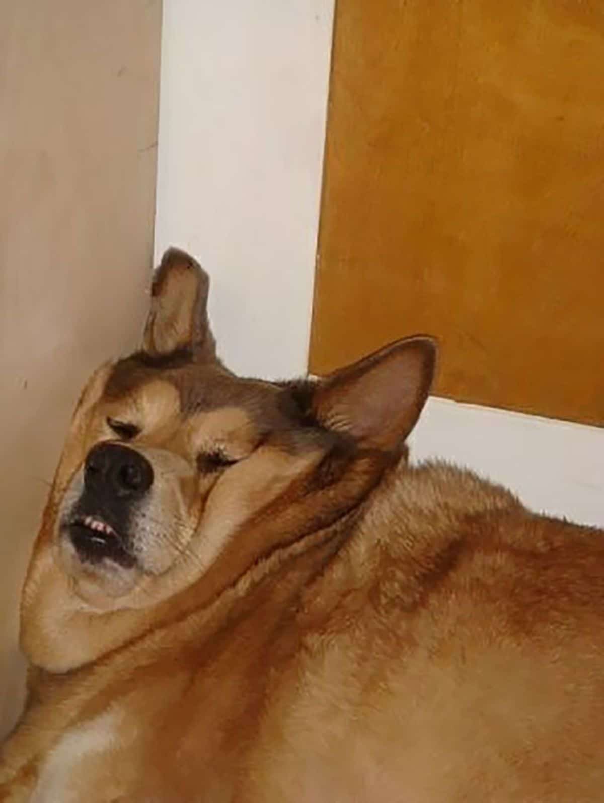 brown dog sleeping with the face squished against a wall