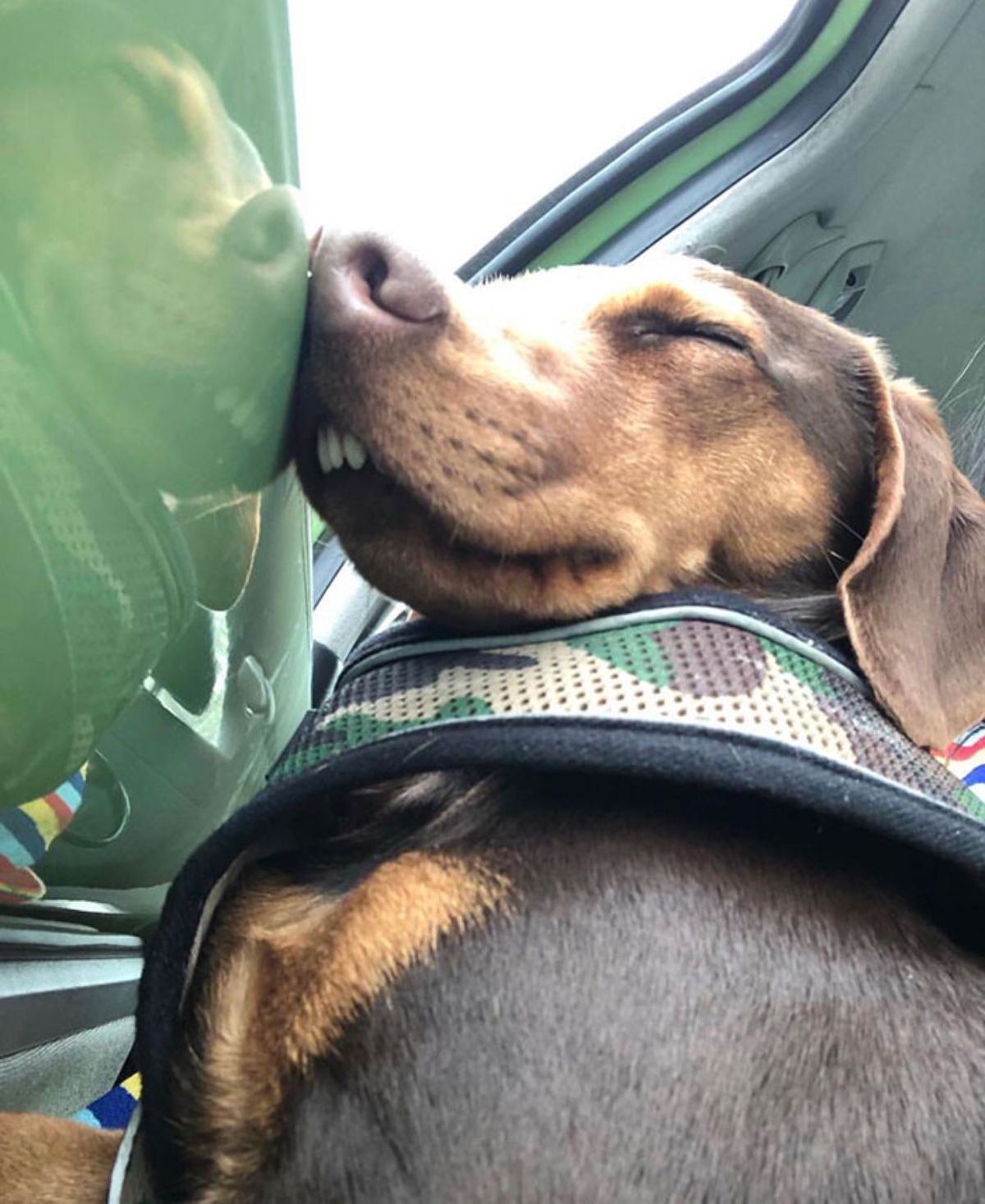 brown dog sleeping with the nose against the inside of a green car door with the teeth showing
