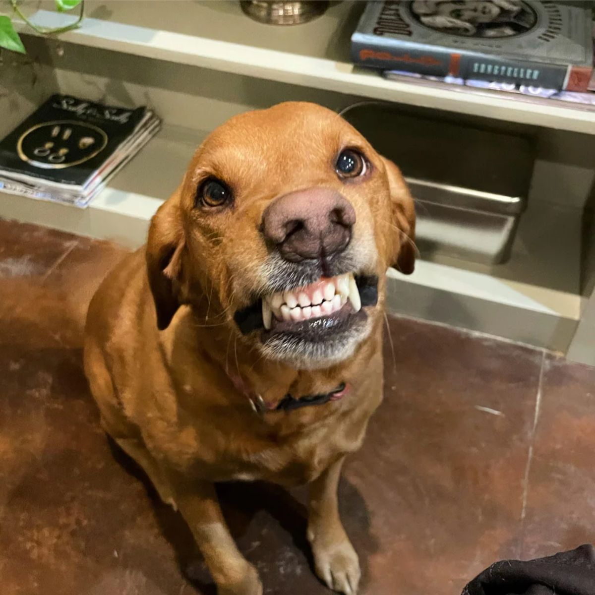brown dog smiling with the teeth showing like a snarl
