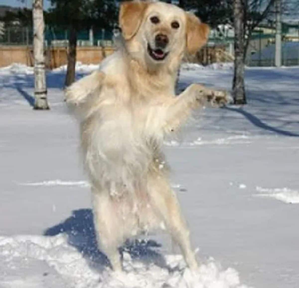 brown dog standing on hind legs in snow